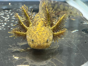 Wild 1/4 True Axolotl Nina's Axolotl Nursery