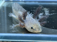 Load image into Gallery viewer, Melanoid Nina&#39;s Axolotl Nursery
