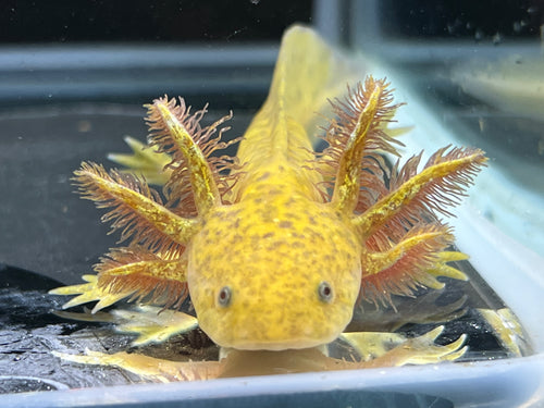 Copper Nina's Axolotl Nursery