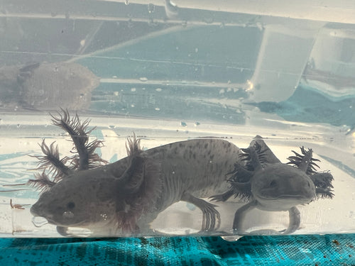 Nursery Choice Mel Nina's Axolotl Nursery