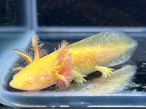 Hi Iridophore Albino Nina's Axolotl Nursery