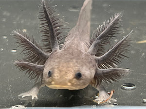 Melanoid Nina's Axolotl Nursery