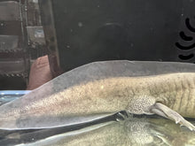 Load image into Gallery viewer, GFP Melanoid low grade mosaic Nina&#39;s Axolotl Nursery
