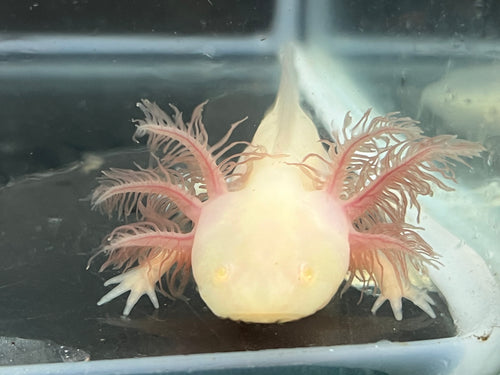 GFP White Albino Nina's Axolotl Nursery
