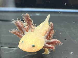 GFP Copper Melanoid Nina's Axolotl Nursery