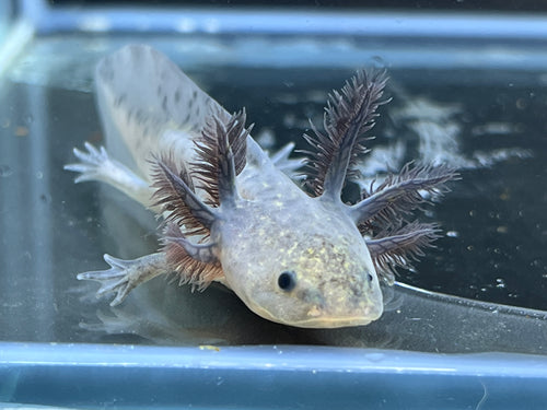 Melanoid Nina's Axolotl Nursery