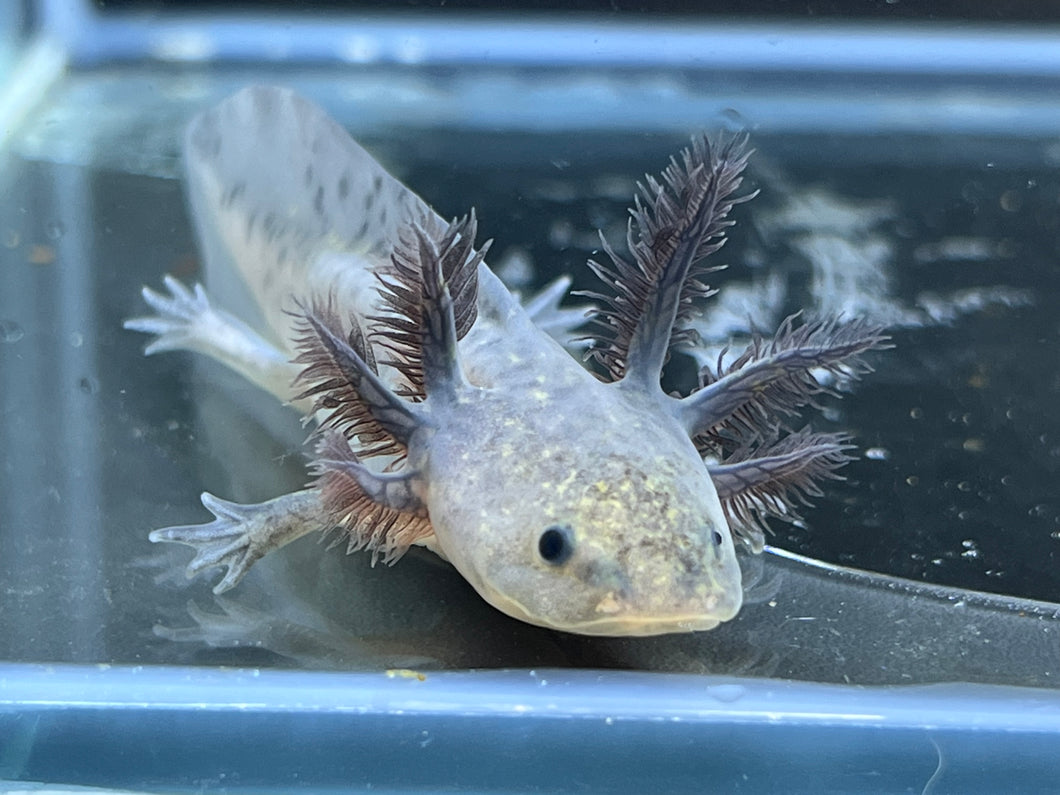 Melanoid Nina's Axolotl Nursery