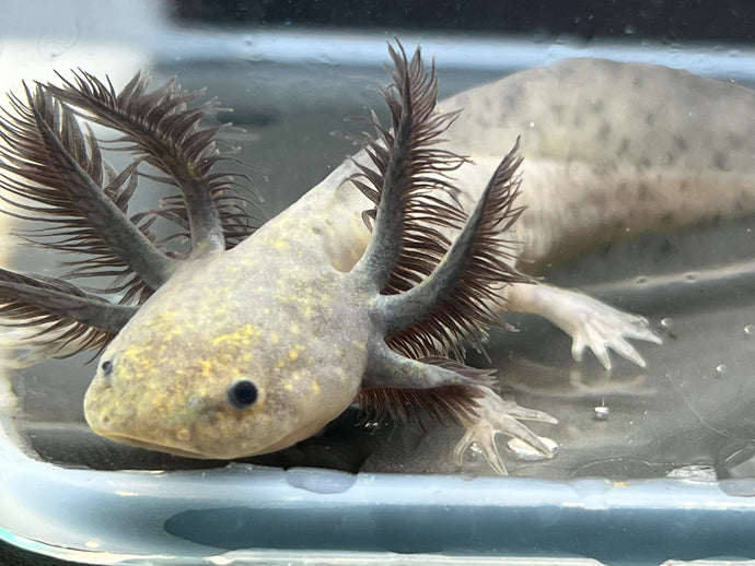 Welcome to Nina #39 s Axolotl Nursery We raise and provide axolotls