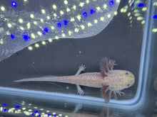 Load image into Gallery viewer, Melanoid Nina&#39;s Axolotl Nursery
