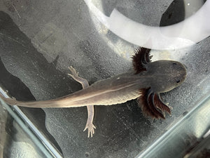 Melanoid Axanthic Nina's Axolotl Nursery