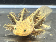 Load image into Gallery viewer, GFP Wild Nina&#39;s Axolotl Nursery

