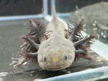Load image into Gallery viewer, Melanoid Nina&#39;s Axolotl Nursery
