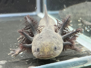 Melanoid Nina's Axolotl Nursery