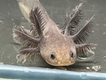 Load image into Gallery viewer, Melanoid Nina&#39;s Axolotl Nursery
