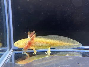 GFP Copper Nina's Axolotl Nursery