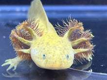 Load image into Gallery viewer, GFP Copper Axolotl Nina&#39;s Axolotl Nursery
