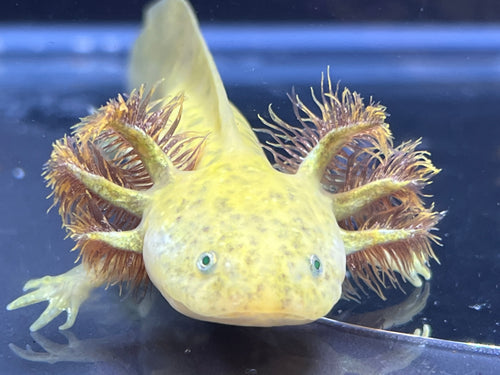 GFP Copper Axolotl Nina's Axolotl Nursery