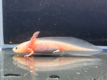 Load image into Gallery viewer, Leucistic Nina&#39;s Axolotl Nursery
