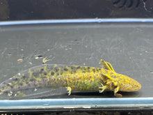 Load image into Gallery viewer, Wild 1/4 Nina&#39;s Axolotl Nursery
