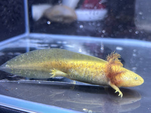 GFP Copper Axolotl Nina's Axolotl Nursery
