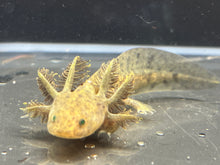 Load image into Gallery viewer, GFP Wild Nina&#39;s Axolotl Nursery
