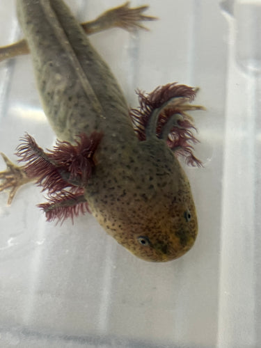 Male Wild Nina's Axolotl Nursery