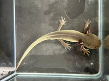 Load image into Gallery viewer, Male Melanoid Nina&#39;s Axolotl Nursery
