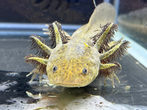 Wild Nina's Axolotl Nursery