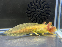 Load image into Gallery viewer, Copper Nina&#39;s Axolotl Nursery
