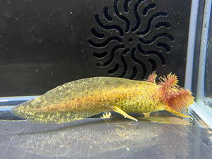 Copper Nina's Axolotl Nursery