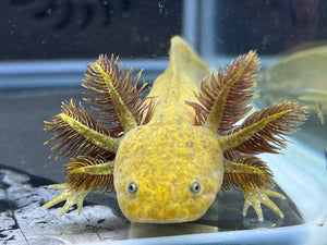 Dwarf Hypomelanistic Nina's Axolotl Nursery