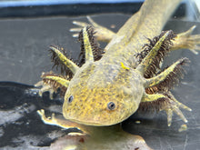 Load image into Gallery viewer, Wild Nina&#39;s Axolotl Nursery
