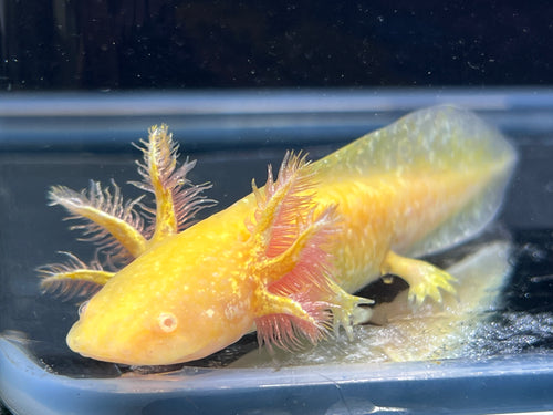 Hi Iridophore Albino Nina's Axolotl Nursery
