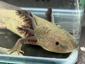 Male Melanoid Nina's Axolotl Nursery