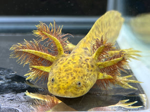 Copper Nina's Axolotl Nursery