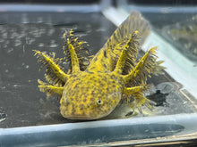 Load image into Gallery viewer, Wild 1/4 Nina&#39;s Axolotl Nursery
