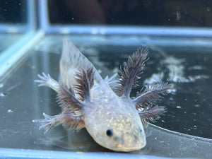 Melanoid Nina's Axolotl Nursery