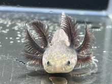 Load image into Gallery viewer, Melanoid Nina&#39;s Axolotl Nursery
