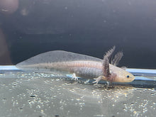 Load image into Gallery viewer, Melanoid Nina&#39;s Axolotl Nursery

