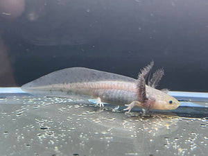 Melanoid Nina's Axolotl Nursery