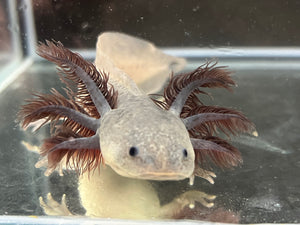 Melanoid Axanthic Nina's Axolotl Nursery