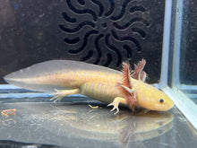 Load image into Gallery viewer, Copper Melanoid Nina&#39;s Axolotl Nursery
