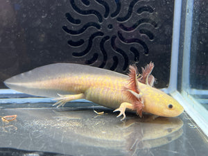 Copper Melanoid Nina's Axolotl Nursery