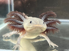 Load image into Gallery viewer, Melanoid Axanthic Nina&#39;s Axolotl Nursery
