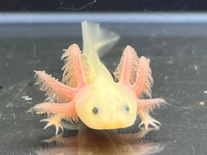 GFP Leucistic Nina's Axolotl Nursery