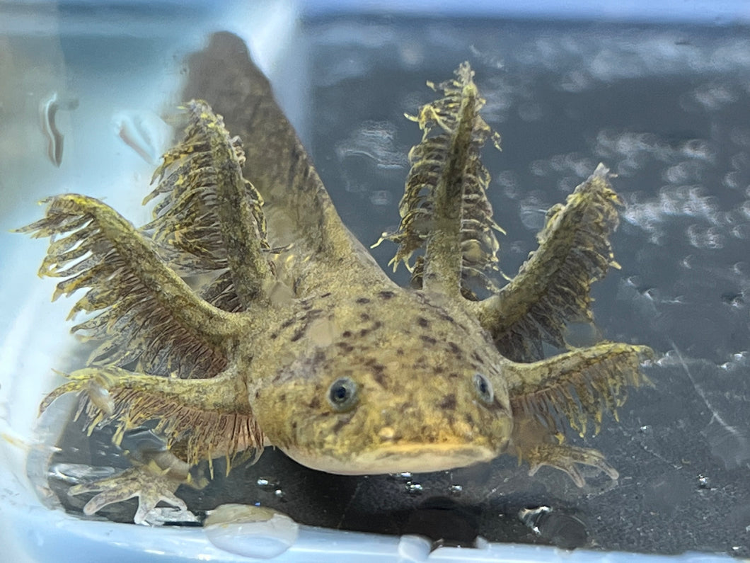 Wild Nina's Axolotl Nursery