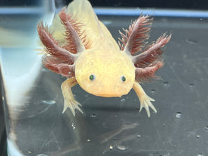 GFP Copper Melanoid Nina's Axolotl Nursery
