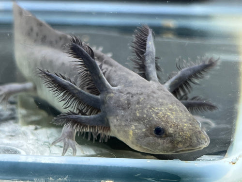 Melanoid Nina's Axolotl Nursery