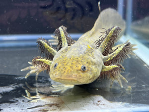 Wild Nina's Axolotl Nursery