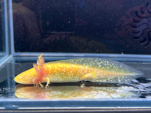 Hi Iridophore Albino Nina's Axolotl Nursery